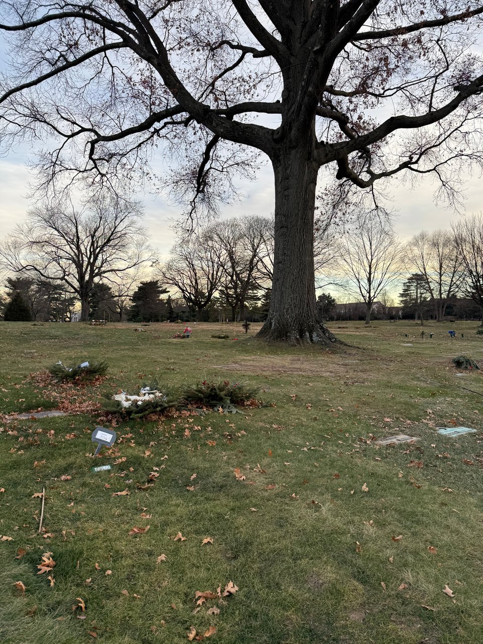 Photo of memorial plaques in front of a leafless tree.