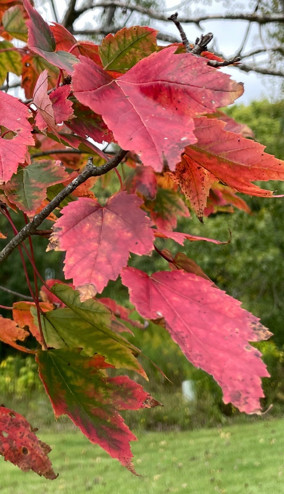 A collection of vividly red-orange leaves on a Crimson King Norway maple. Some of the leaves are still green in the center, with bright red or orange outlines.
