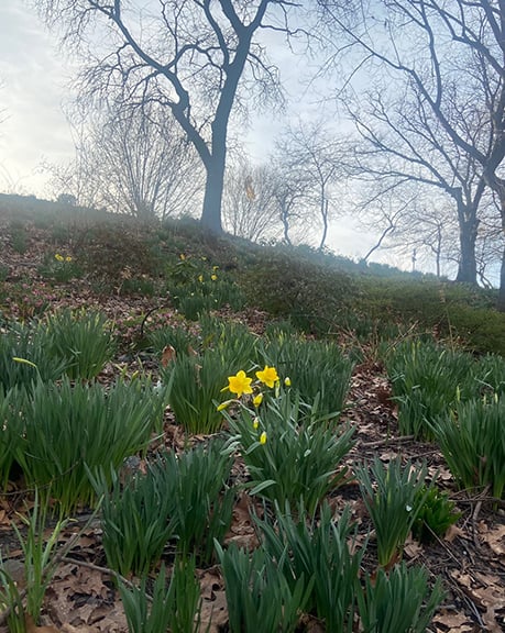 March Spring in Central Park