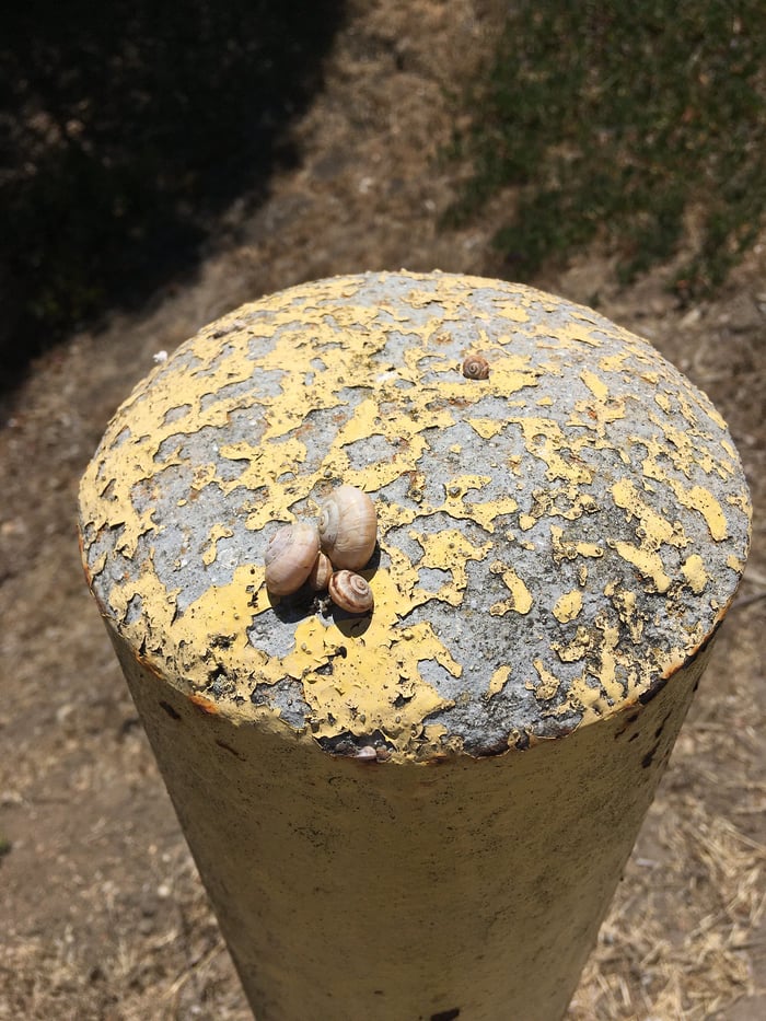 A photo of a worn concrete bollard, the pale yellow paint chipped off the top. Three small white snail shells cluster on one side, while a teeny snail shell is parked some distance from them.