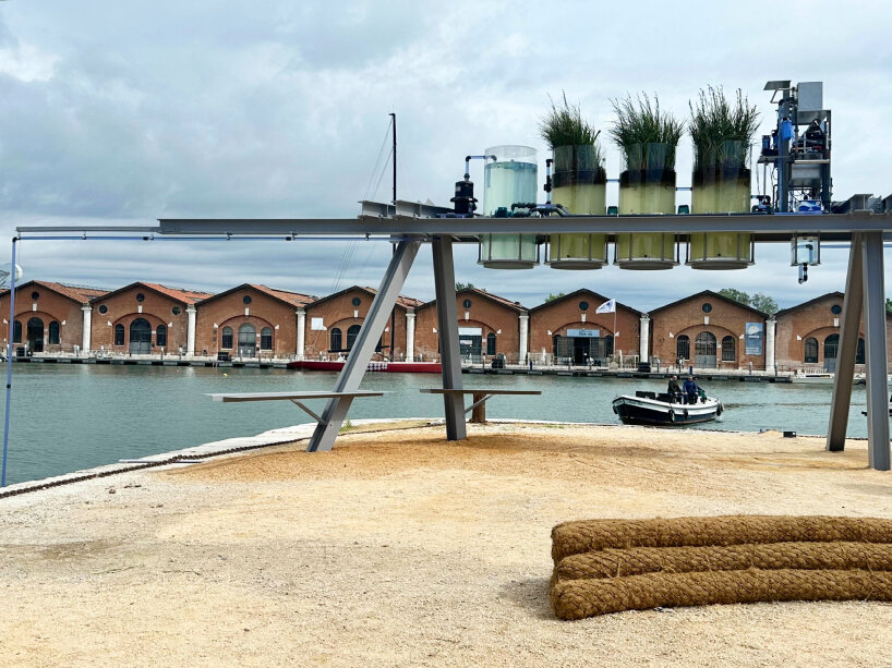 A photo of a filtration apparatus sitting on one bank of a canal in Venice. It consists of several glass cylindrical tanks containing water. Several of the tanks have plants in them, growing out the top. In the background you can see a small boat in the water, and what appear to be boat dock buildings in the background.