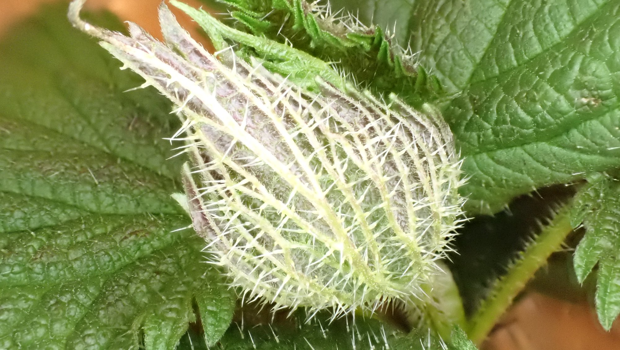 nettle season & social media