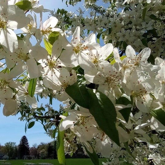 close up of clusters of five petaled white flowers on a blooming tree
