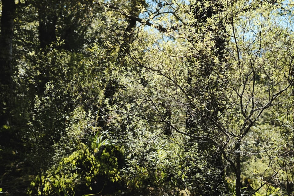 green leafy bush against a blue sky