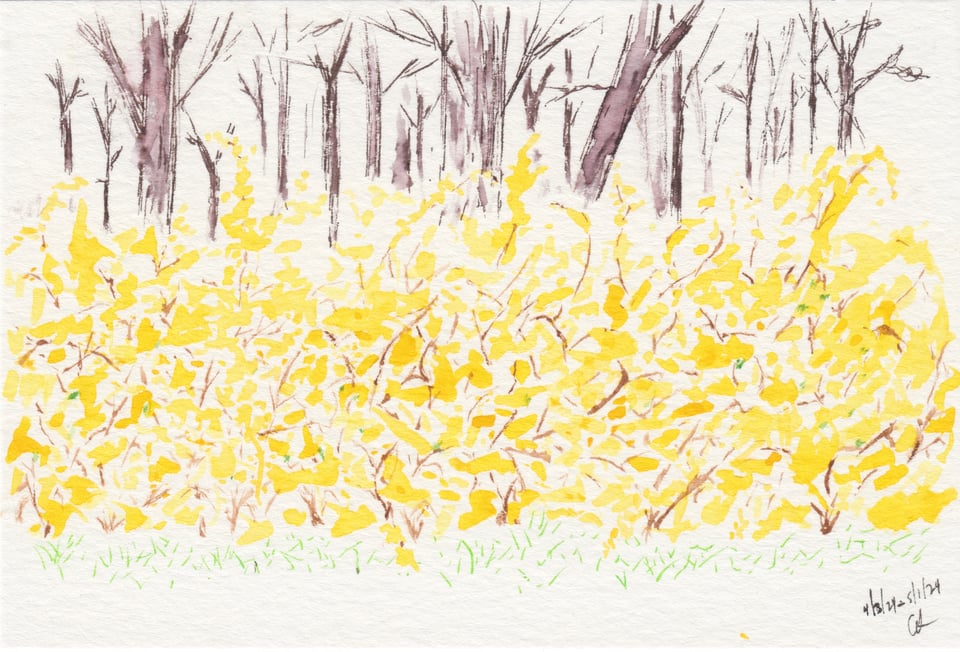 watercolor of yellow forsythia flowers, with a little grass in the forehand and trees behind.