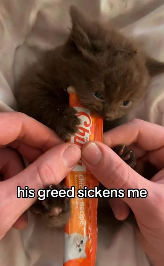 A photo of a tiny brown kitten being fed a Churu tube that's longer than it is, with his tiny paws trying to grab it and his mouth biting on it. Overlaid text reads "his greed sickens me"