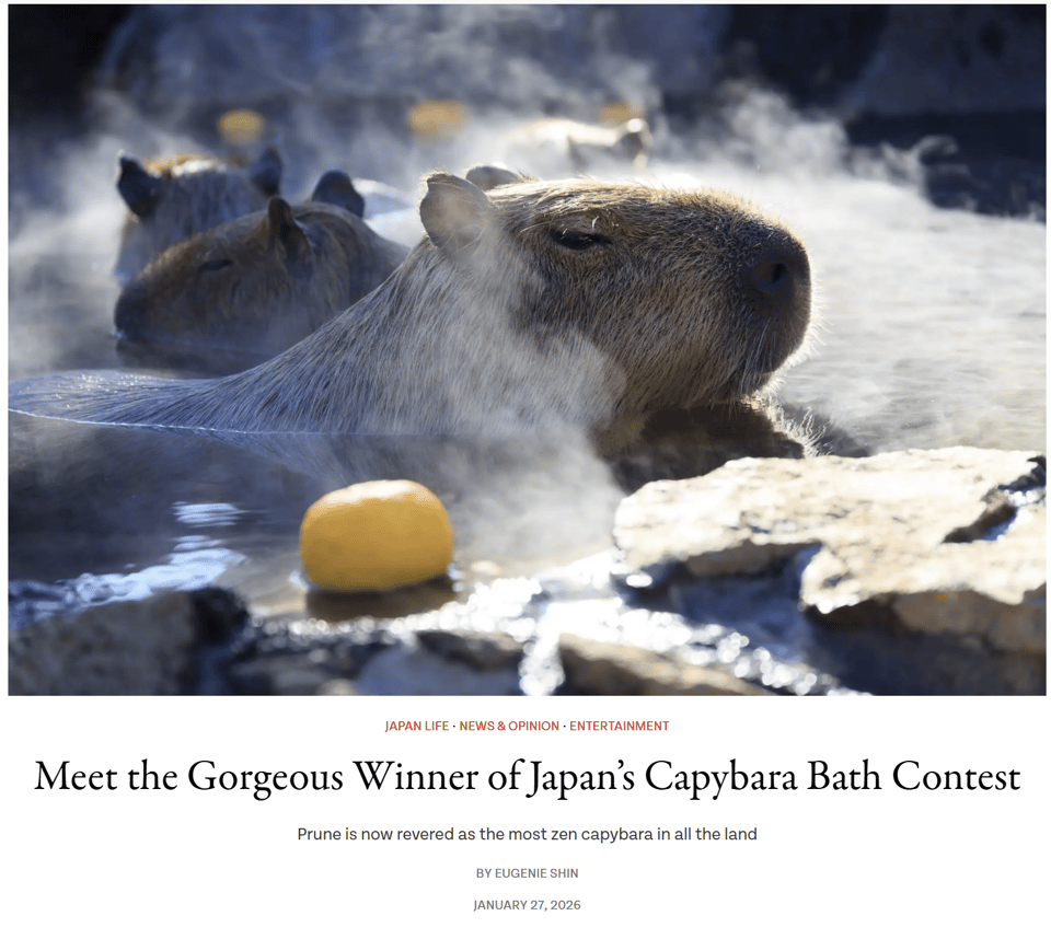 A screenshot of an article with an opening image a capybara with eyes half closed soaking in steaming hot water. Underneath is the headline, "Meet the Gorgeous Winner of Japan's Capybara Bath Contest," and the subtitle, "Prune is now revered as the most zen capybara in all the land."