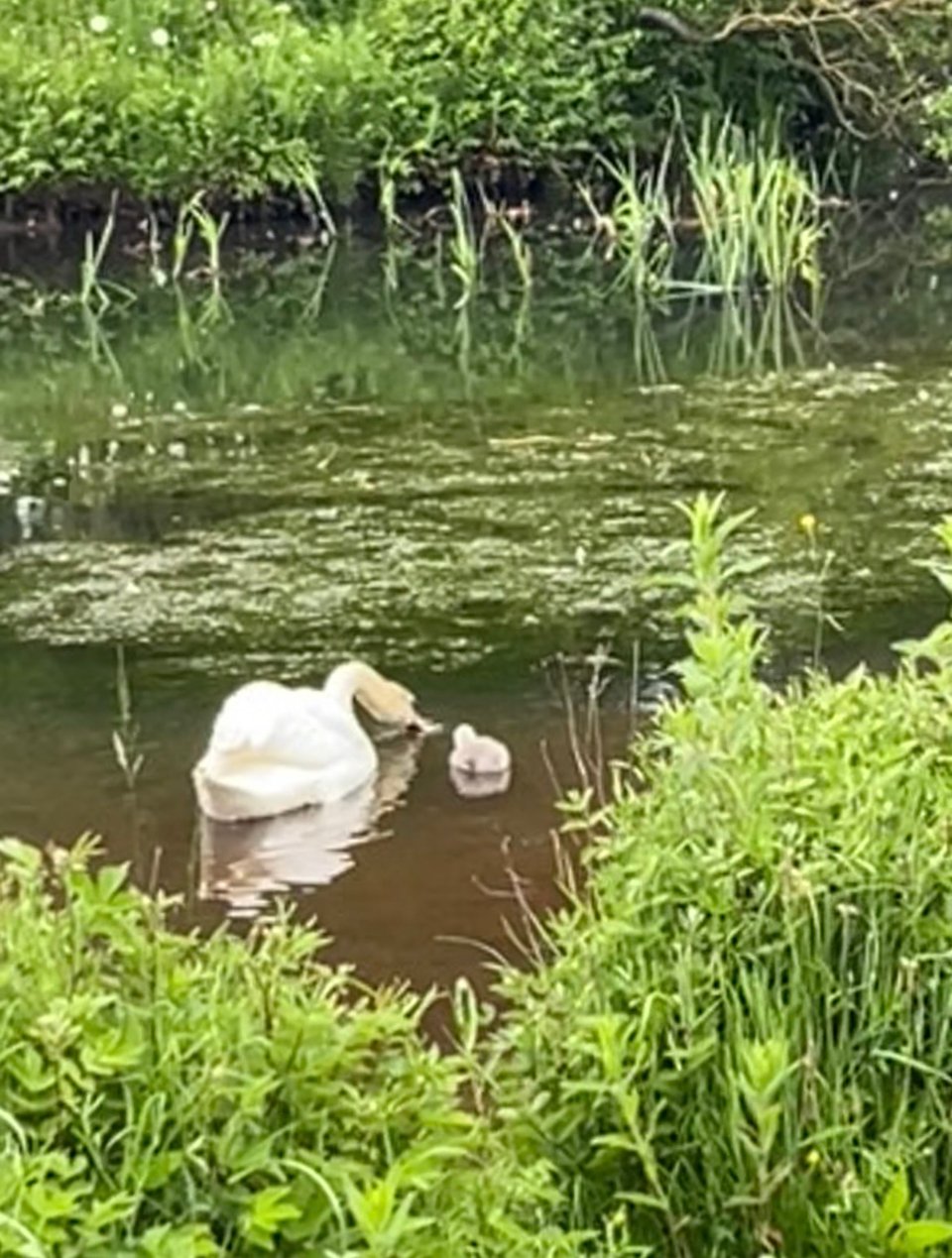 A blurry photo of a swan and their fluffy grey cygnet. Image by Rowan Ambrose.