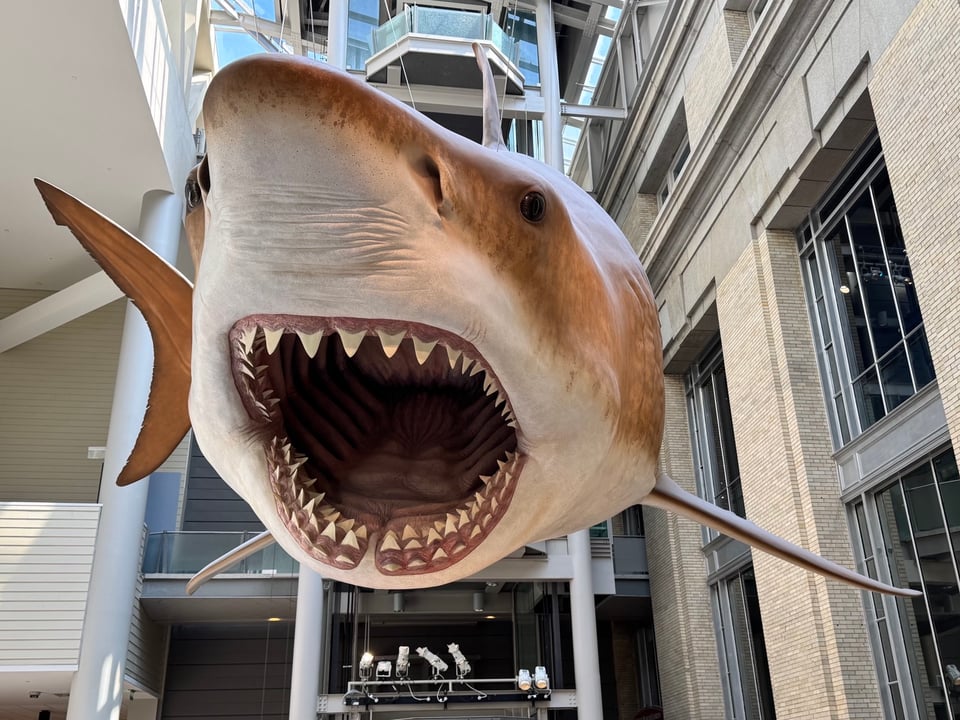 Front-on view of a life-size Otodus megalodon at the Smithsonian National Museum of Natural History