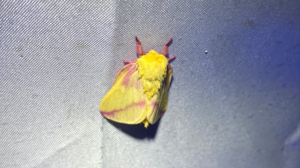 a rosy maple moth, which is a bright yellow and pink furry moth, on a white sheet. adorable!