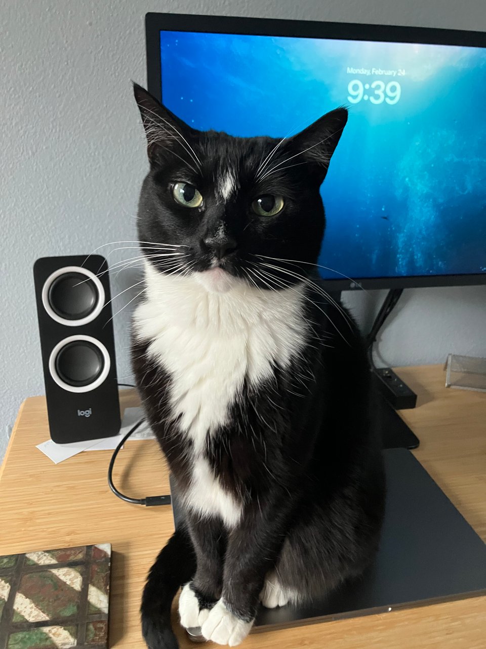 A black cat sitting on a MacBook Air plugged into a monitor showing the time: 9:39am.