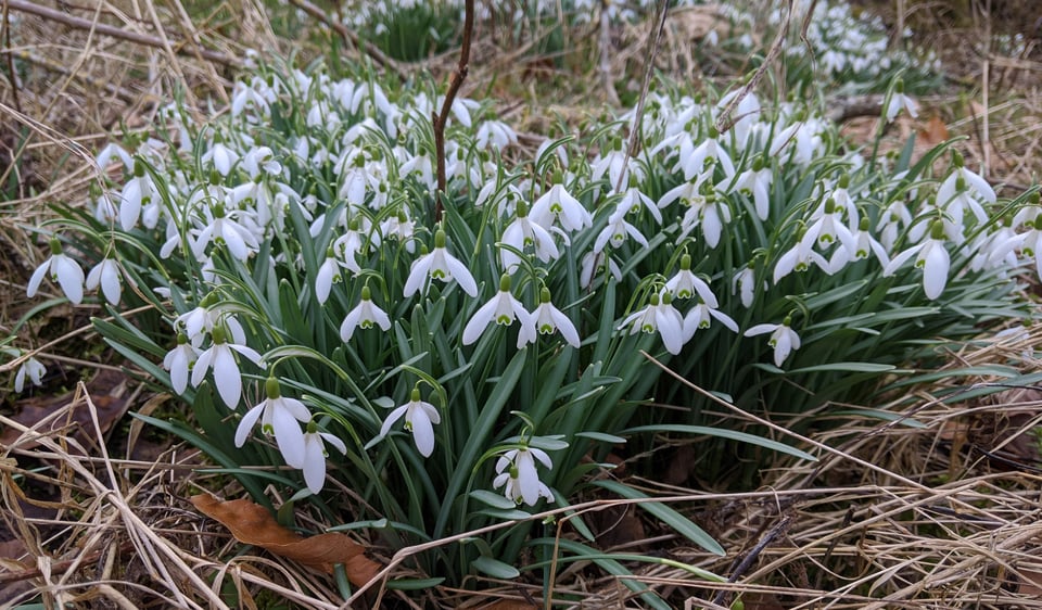 A cluster of snowdrops