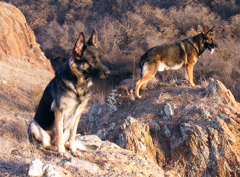 two German shepherds (the dog) outside, perhaps shepherding