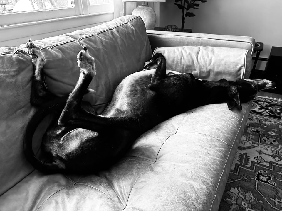 B/W photo of a black greyhound on a light leather sofa. He is flipped over in cockroach position, and we're looking at him from the rear