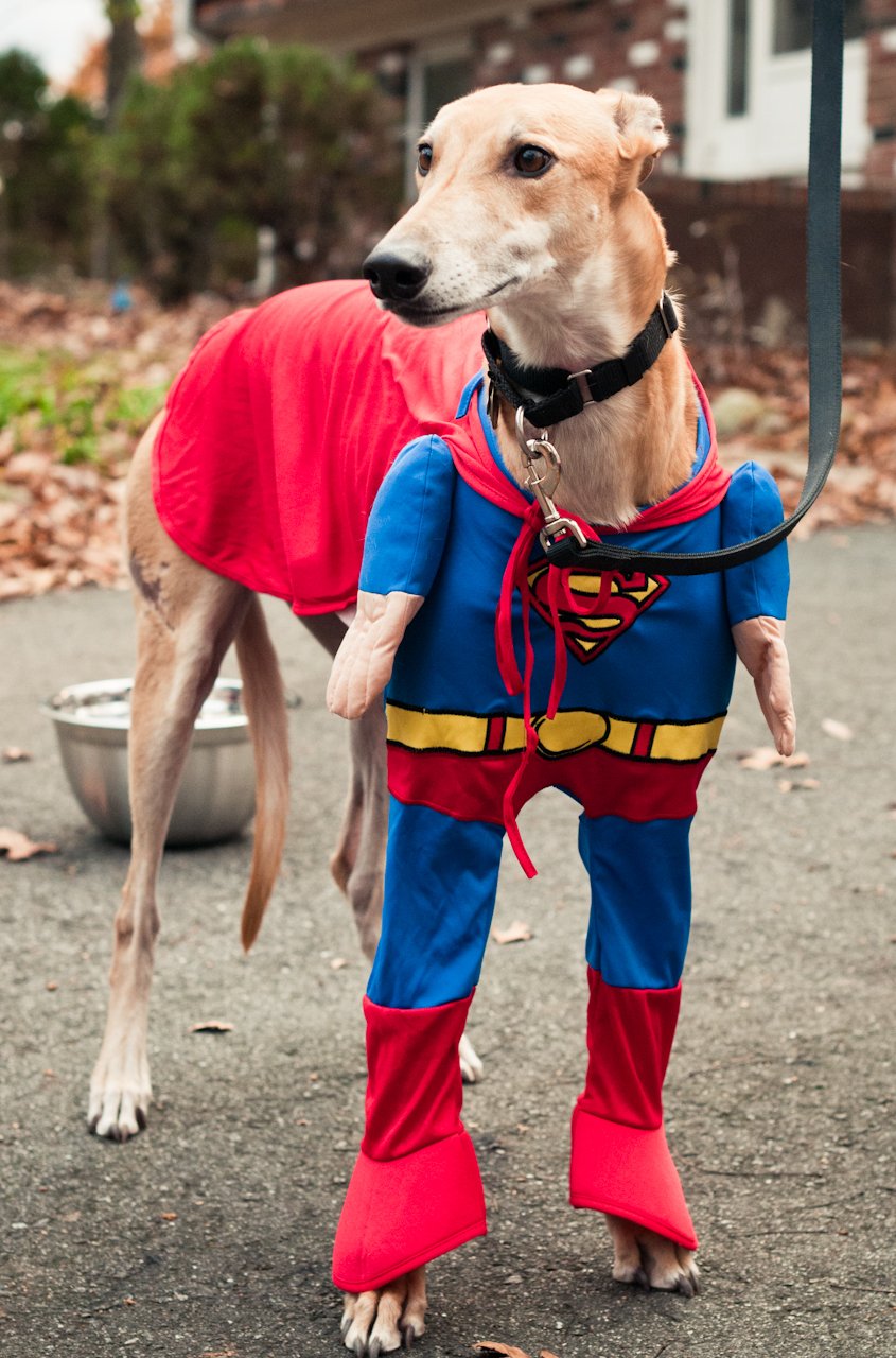Photo of fawn greyhound wearing a Superman costume