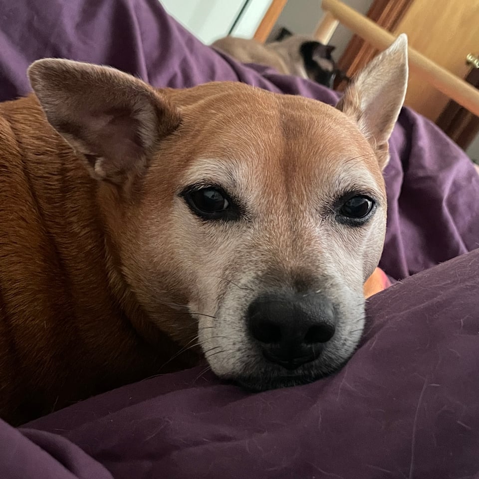 Kizu, a short-haired fawn-colored dog with a white-flecked muzzle, one pointed ear and one half-flopped ear and dark brown eyes is laying on a purple duvet cover, resting her muzzle on a raised part of the bed. A Siamese-mix cat is seen blurrily behind her.