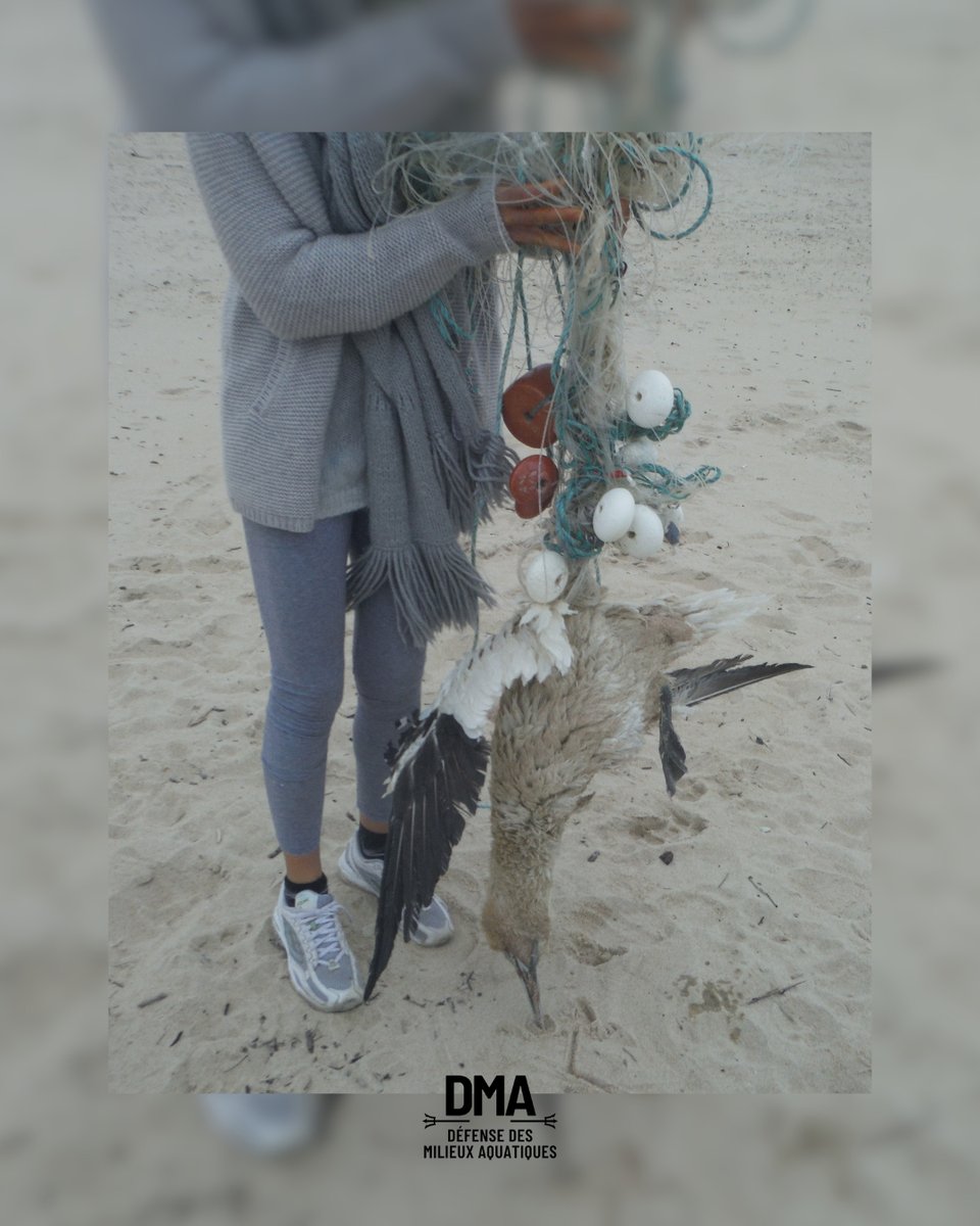 Ce Fou de Bassan a trouvé la mort en s'emmêlant dans une ligne de pêche porteuse d'hameçons (palangre) dont il n'a pas pu s'extraire.