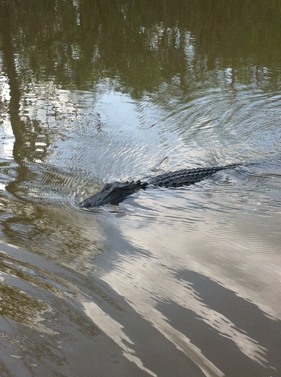 An alligator, partly submerged, in the green waters of the Louisiana swamps.