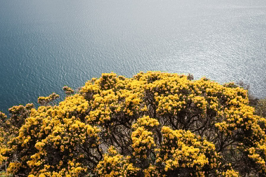 05 - Gorse and ocean.jpg