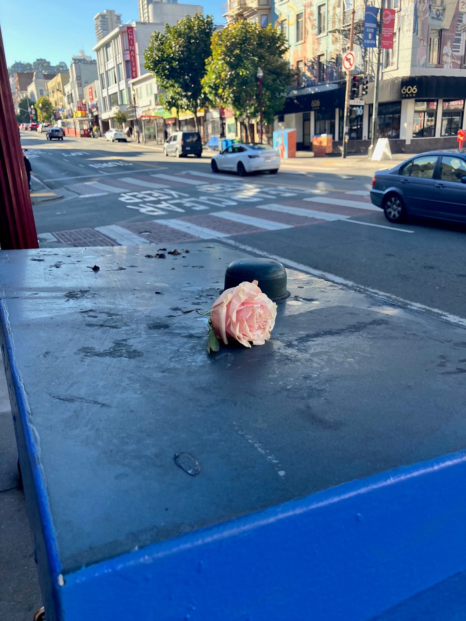 A pale pink camellia rests on a newspaper stand by a bus stop in San Francisco's North Beach.