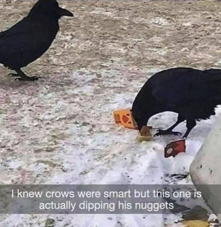 Text reads: I knew crows were smart but this one is actually dipping his nuggets. Photo shows two crows standing on the snowy ground. One of them is indeed dipping a chicken nugget into a tub of sauce.