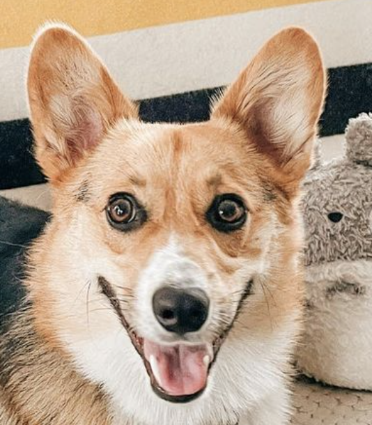Corgis Weekly logo