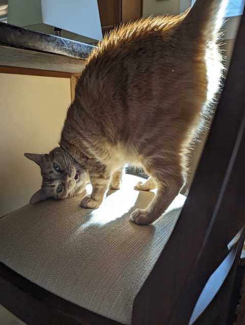 an orange tabby is standing on all four legs with its head on a chair looking sideways at the viewer.