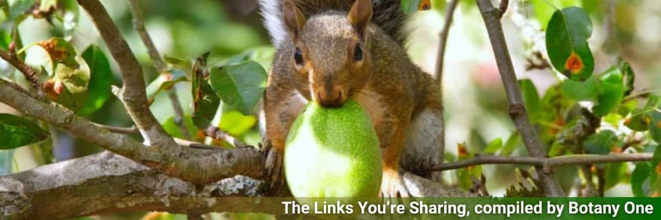 A squirrel stares at the camera, daring you to try stealing his nut.