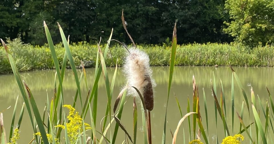 A single cattail starting to shed its soft vanilla-colored fluff, on a background of a green-yellow pond surrounded by various tall weeds