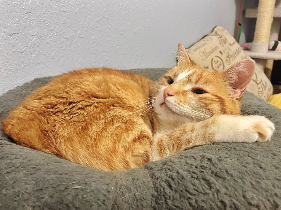An orange and white tabby cat squints at something off-camera from where he's curled up on a fluffy, gray cat bed