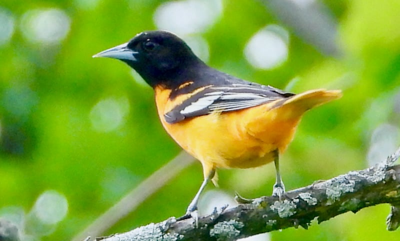 Baltimore Orioles will be back in Minnesota in early May. / Photo by Steve Dietz