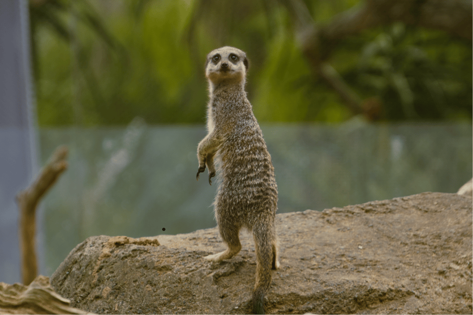 Meerkat at the Auckland Zoo