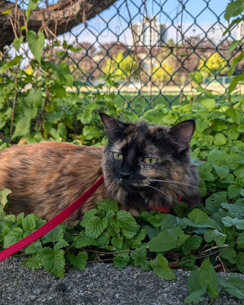 A tortoiseshell longhair cat lounging in a mint (?) patch wearing a red leash.
