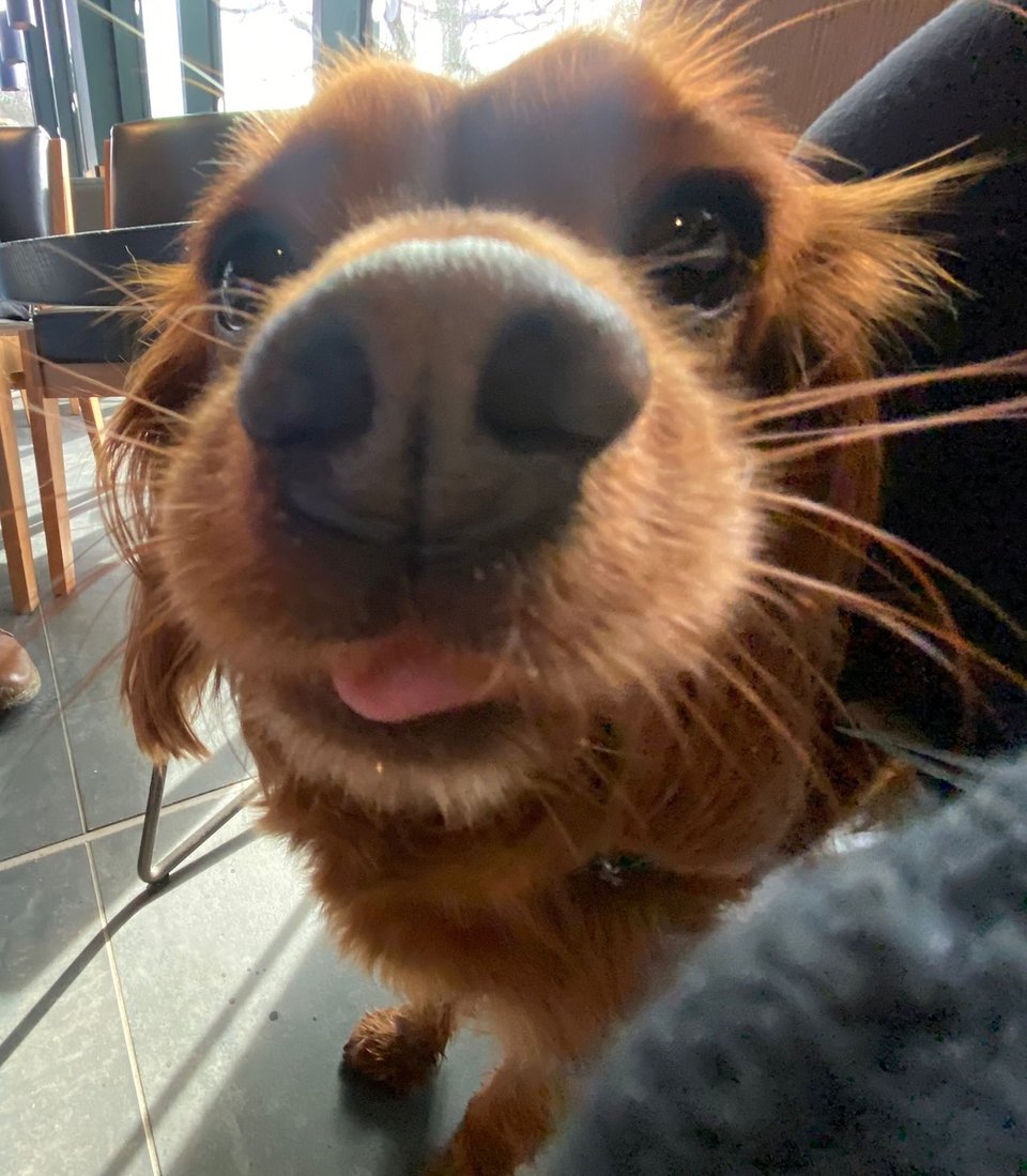 A cute dog is pressed up against the camera lens with his tongue out.