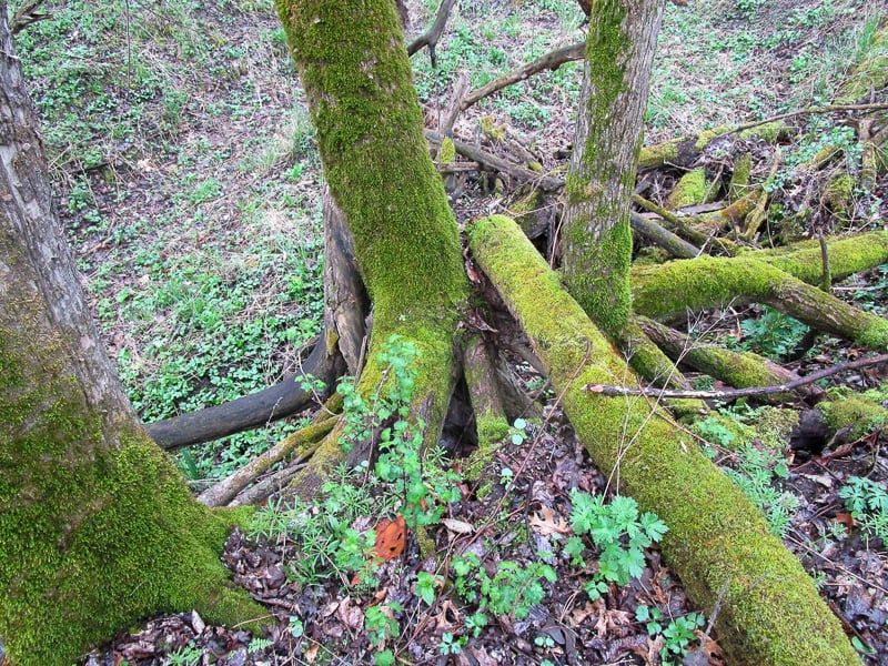 The appearance of all things green makes early spring glorious. Dutchman’s breeches (Dicentra cucullaria), which prefer shady maple-basswood woodlands, first emerge as lacy leaves. Their distinctive white-to-pink flowers will be along later, and by late May, the whole plant will go dormant. / Photo by Pamela Miller