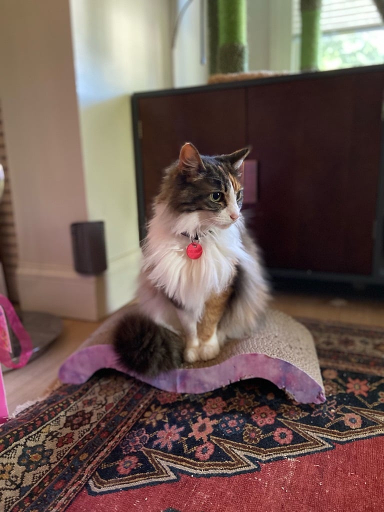 A long-haired cat sitting prettily atop a cardboard cat scratcher, looking off to the left.