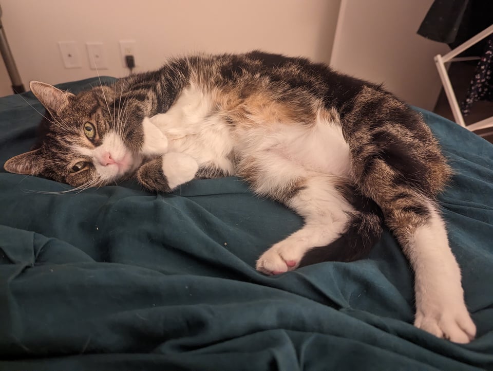 A gray and white tabby cat exposing her belly on a teal comforter