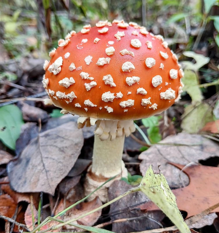 Pretty fly agaric mushrooms (Amanita muscaria) abound this time of year … in Christmas decor! The iconic speckled red fungi grows in many parts of the world in late summer and fall. In Minnesota, you usually see the yellow or orange ones, and then mostly up north, but head ranger Jake Gaster spotted this one in Frontenac State Park a couple of years ago. Isn’t it enchanting? (Also, toxic.) / Photo by Jake Gaster