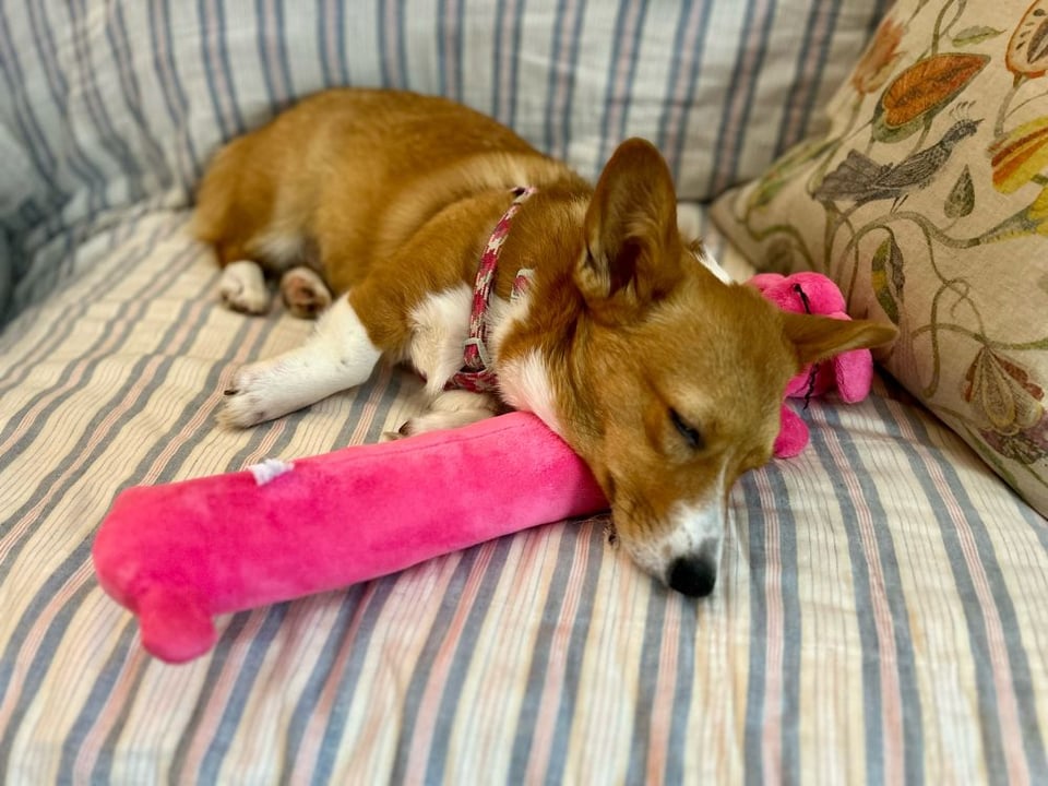 Feferi the Corgi sleeps on a striped couch with her head lying across a tube-shaped magenta stuffed chew toy.