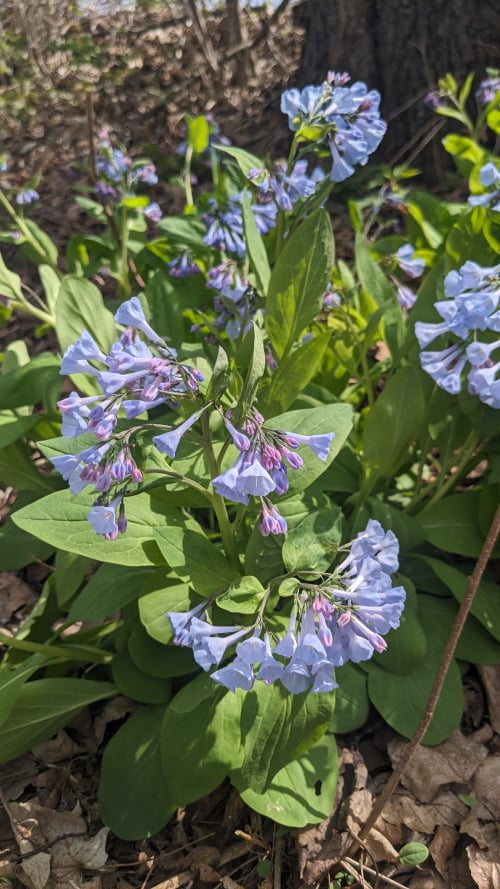 Virginia bluebells flowering in sunshine