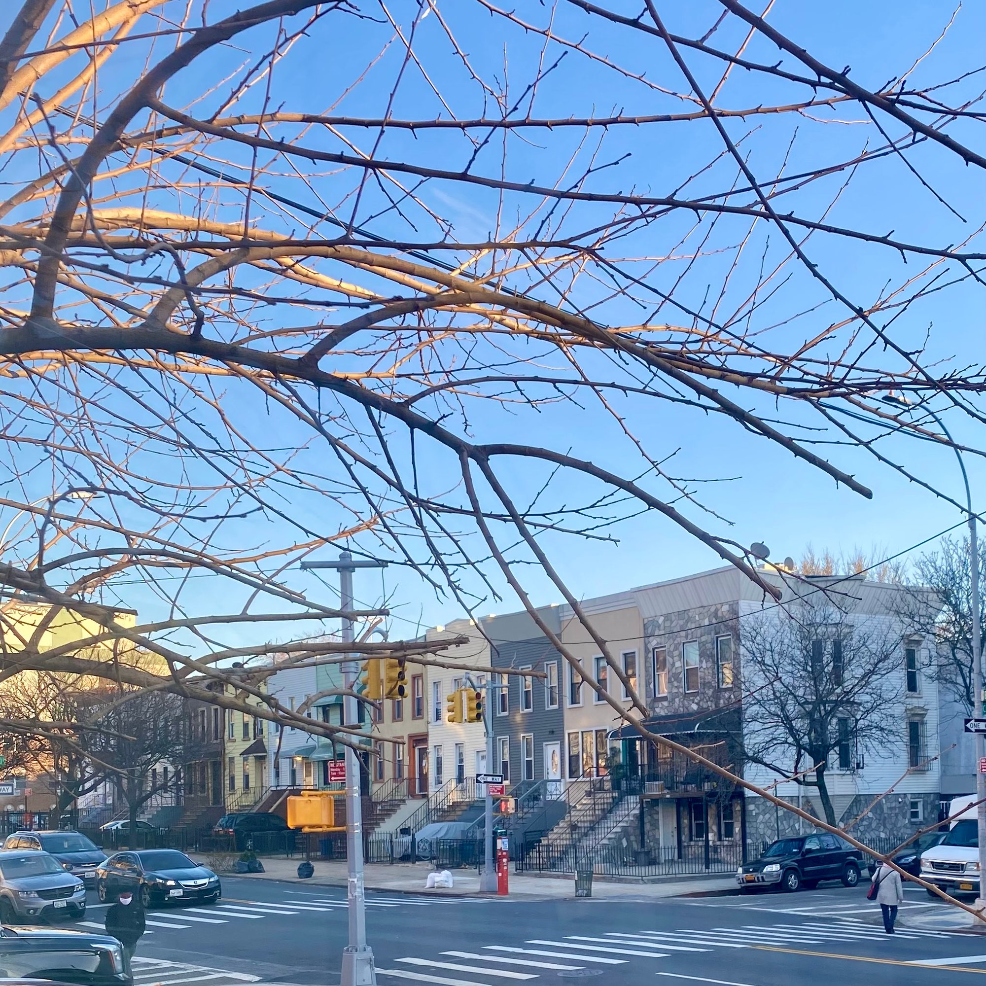Photo of the view outside my window at around sunset. There is a large, spindly tree hanging over the sight of rectangular houses all in a line. The cars are stopped by the light, at the crosswalk. 