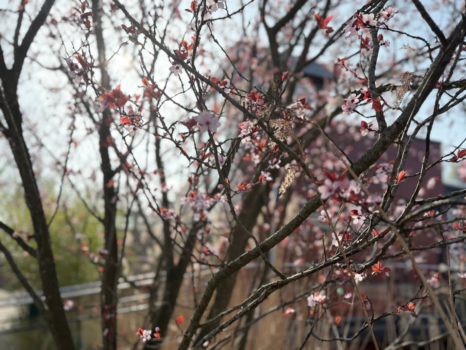 Small pink plum blossoms being to sprout on a tree.