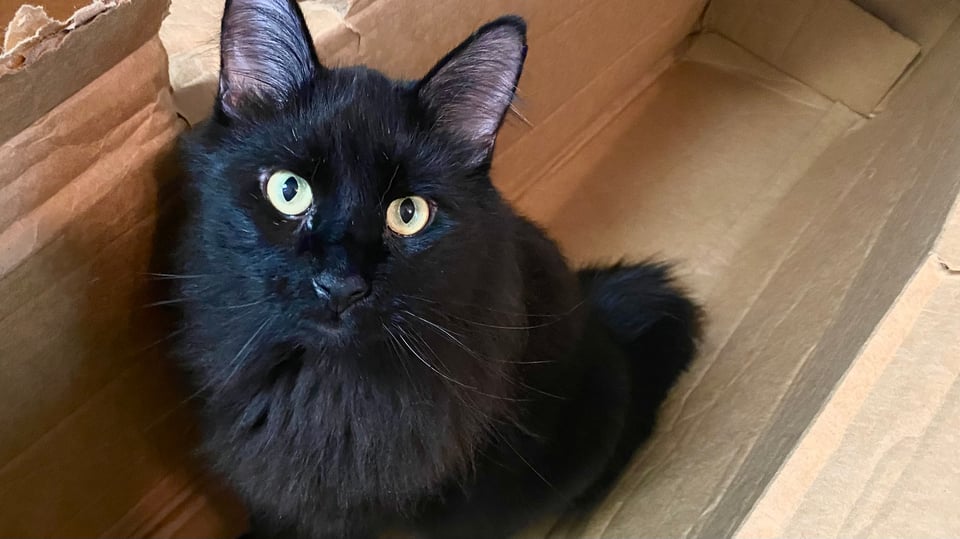 A fluffy black cat, looking at the camera from inside the large carboard box he's partially destroyed.