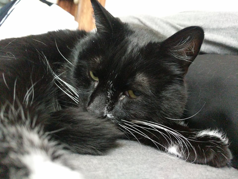 Close up picture of Walter, a tuxedo cat, laying on a couch looking at the camera.