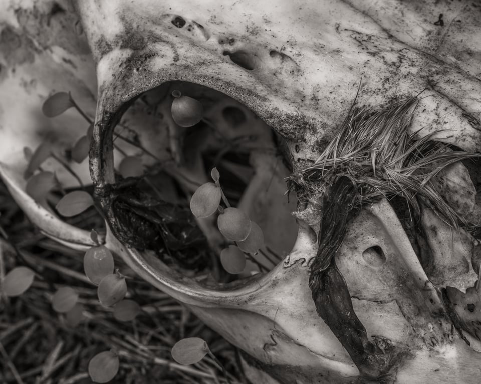 Memento-1.jpg
