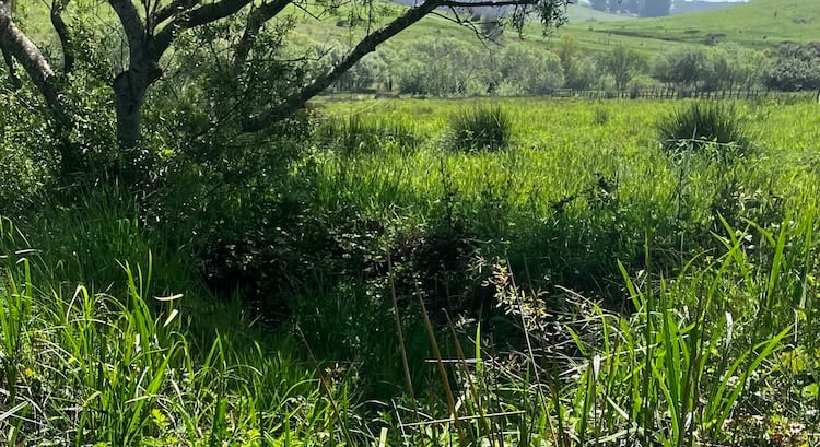 Green gully filled with vegetation, with a willow at left and tall grass behind