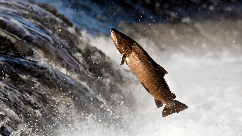 Photograph of a salmon leaping up a waterfall.