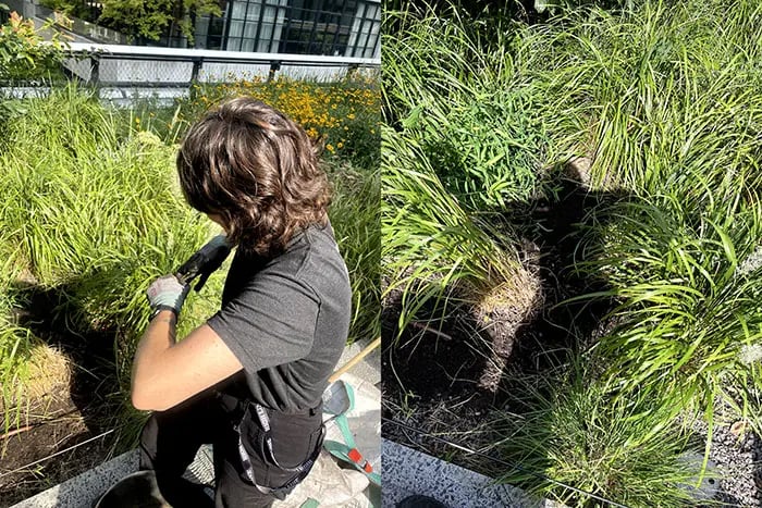 Another diptych. On the left hand side, Cortney’s back faces the camera as she takes off her gardening gloves in front of tall grass. On the right hand side, a close up of her shadow in the grass while she does this.