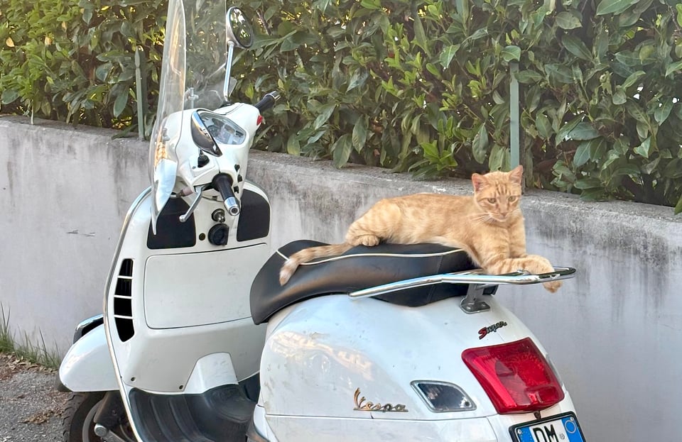 Cocò the cat, sitting on a Vespa.