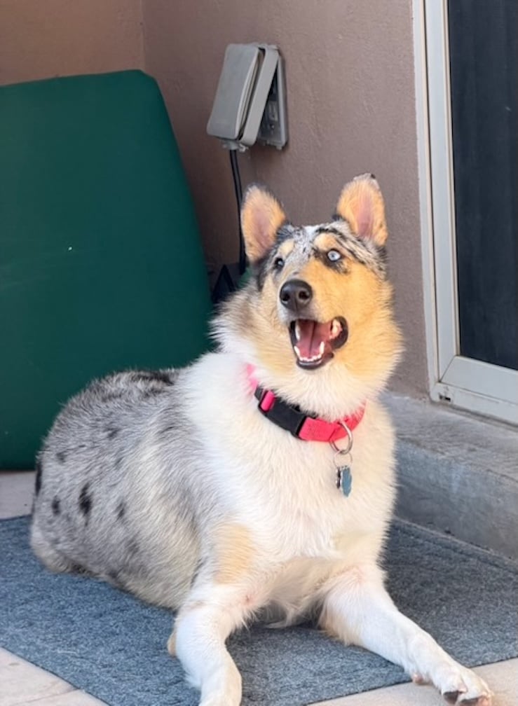 Dog: Opal, a smooth collie, laying on her back porch. Big smile on her face.